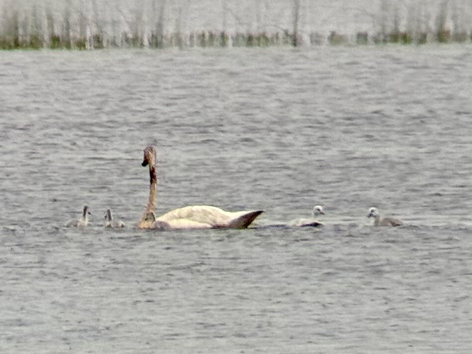 Cisne Trompetero - ML637550395