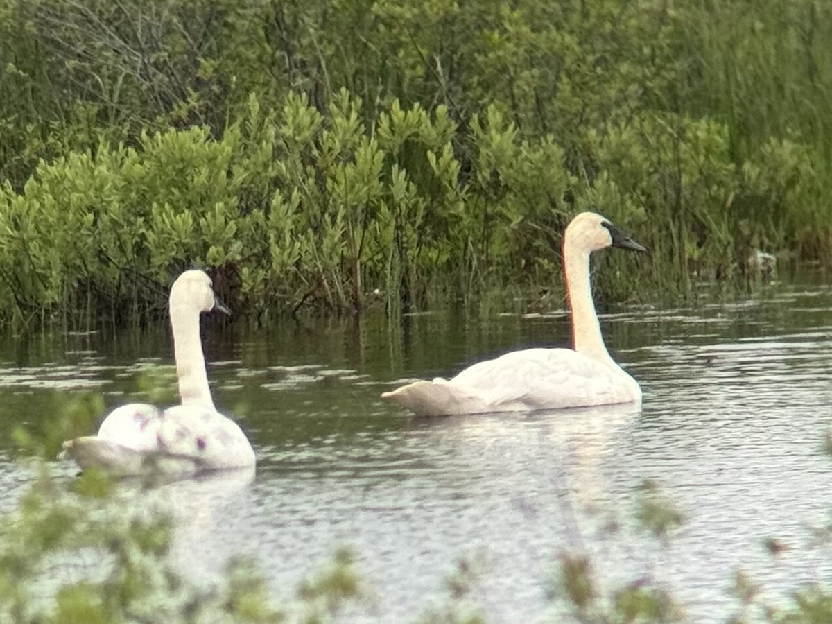 Cisne Trompetero - ML637550396