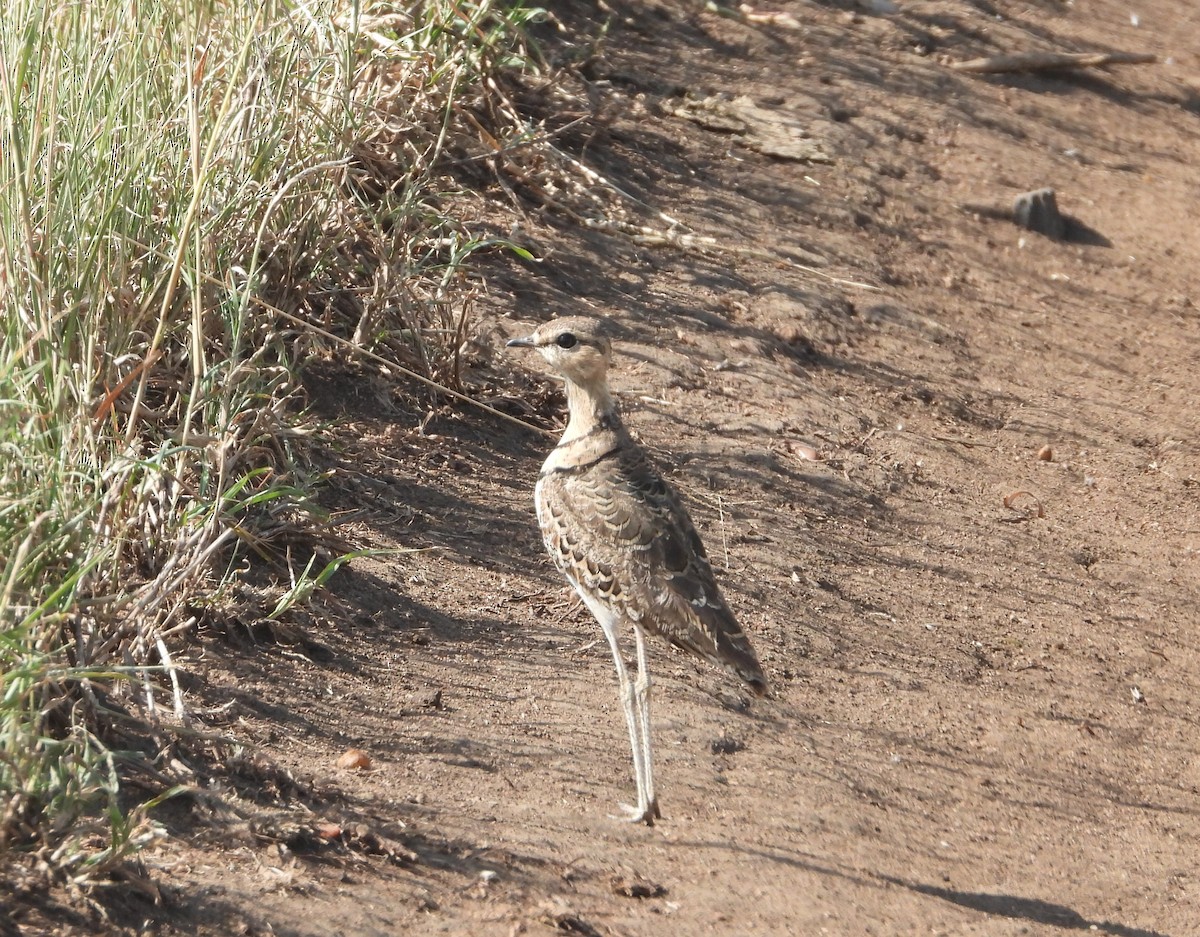 Double-banded Courser - ML637550402