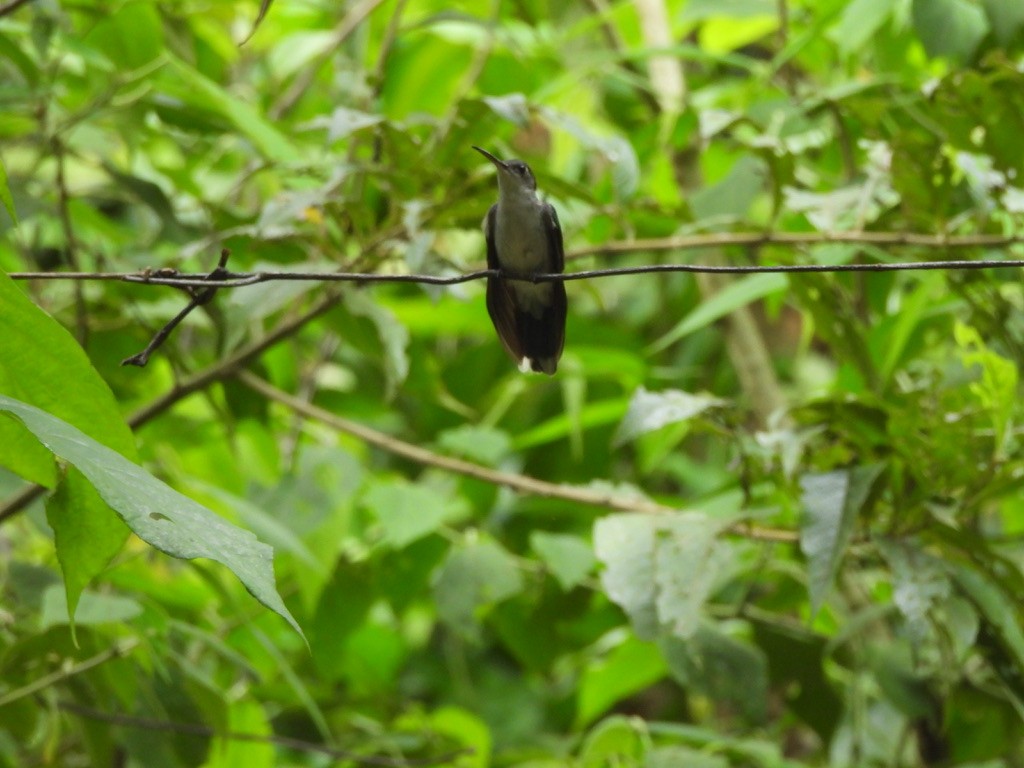 Gray-breasted Sabrewing - ML637550425