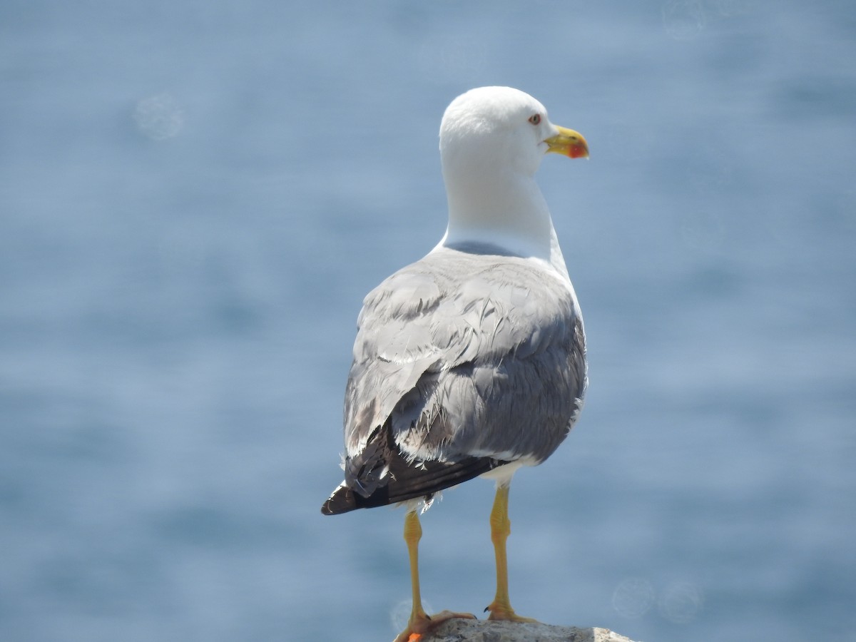 Yellow-legged Gull - ML637550442