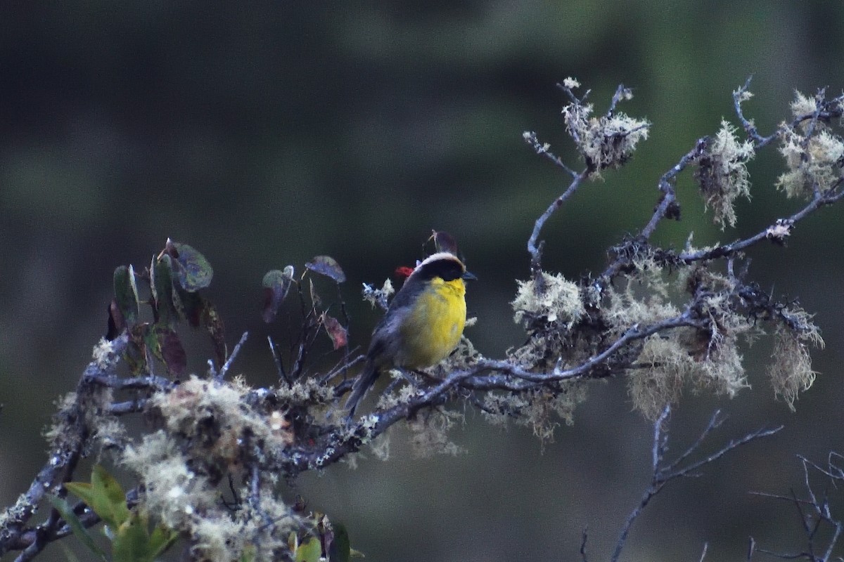Yellow-breasted Brushfinch - ML637550446