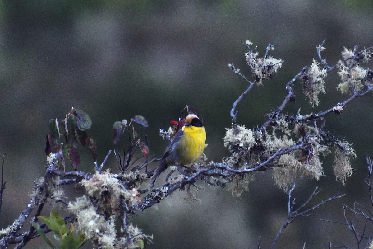 Yellow-breasted Brushfinch - ML637550447