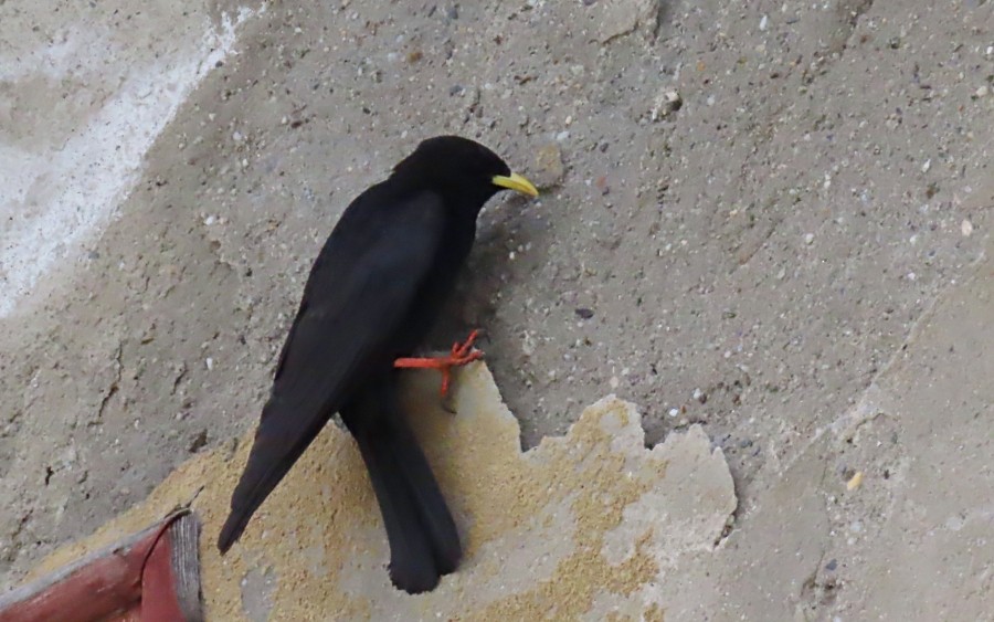 Chova Piquigualda - ML637550463