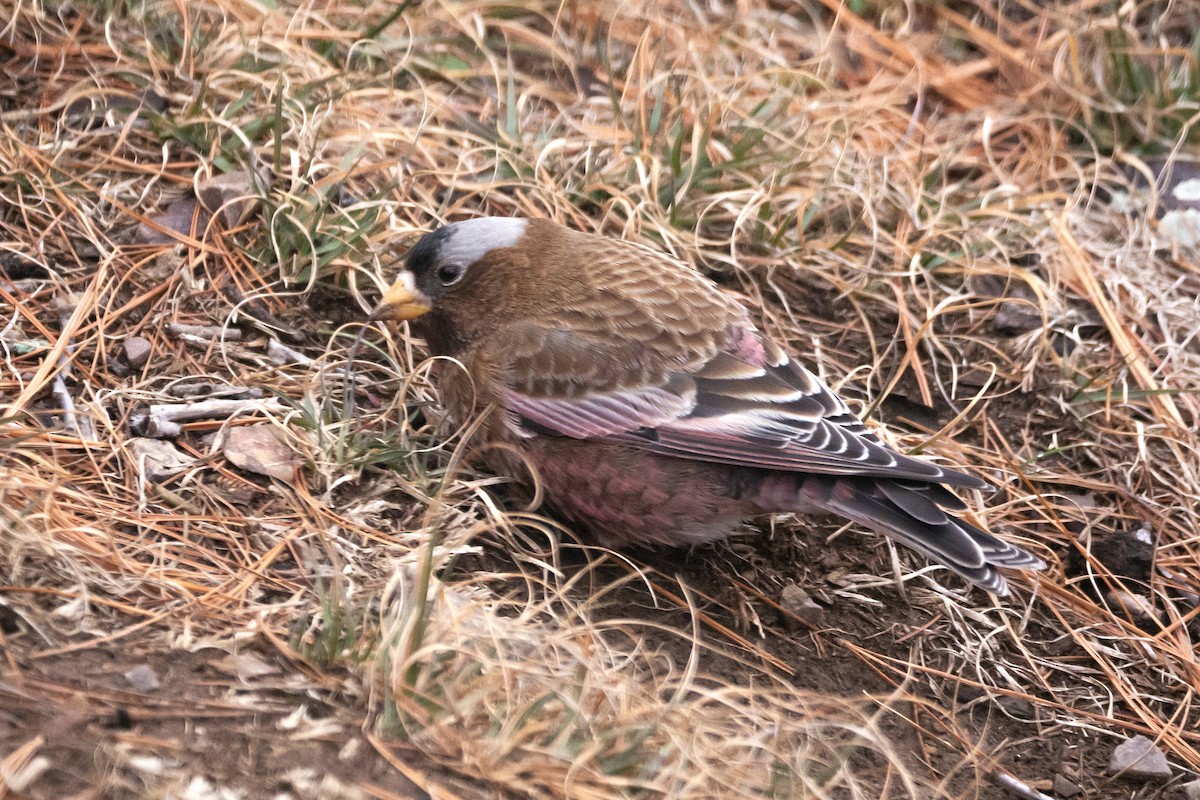 Gray-crowned Rosy-Finch - ML637550467