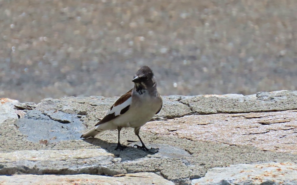 Gorrión Alpino - ML637550472