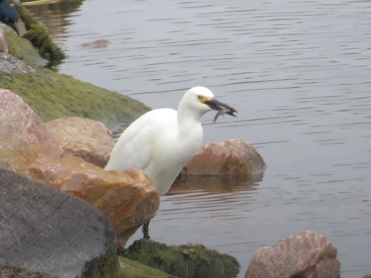 Snowy Egret - ML637550478