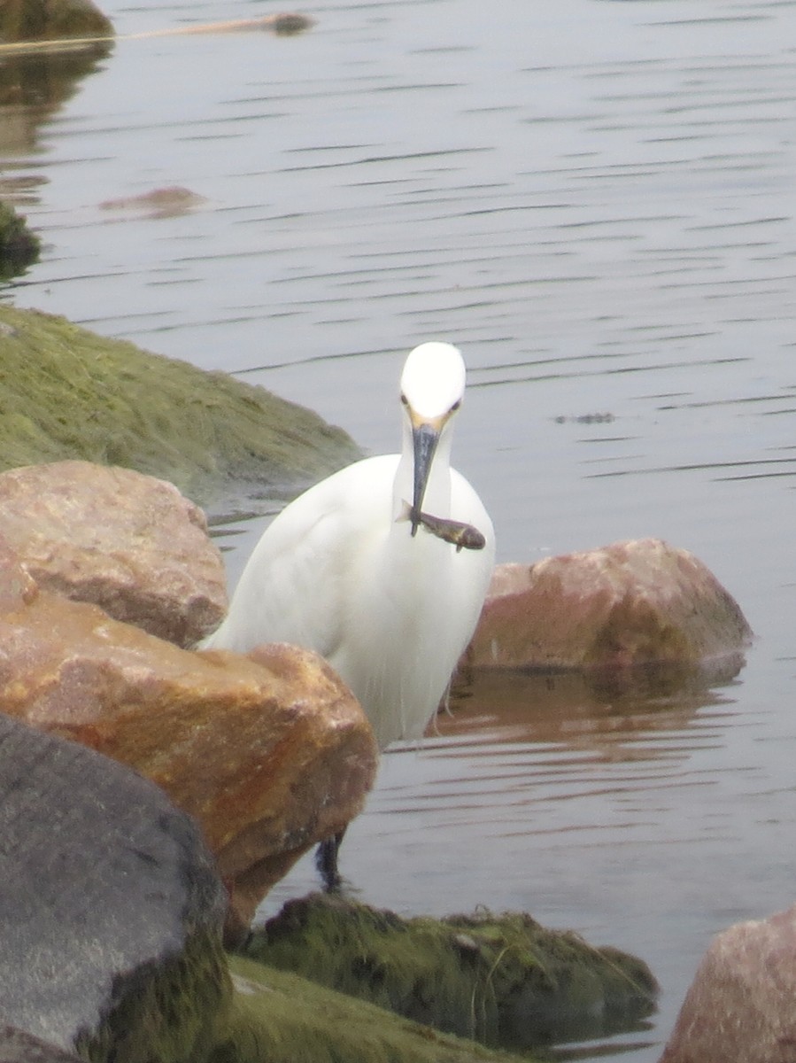 Snowy Egret - ML637550500