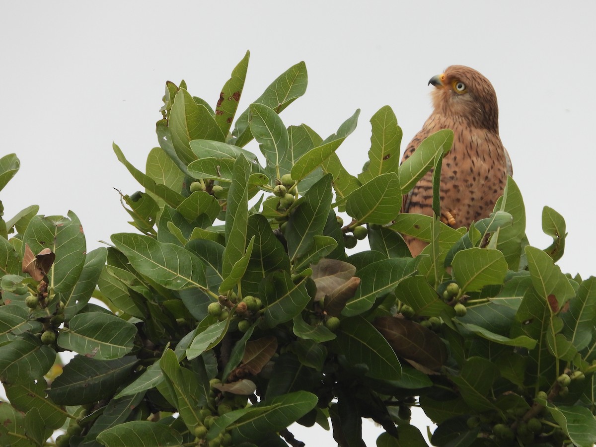 Greater Kestrel - ML637550531