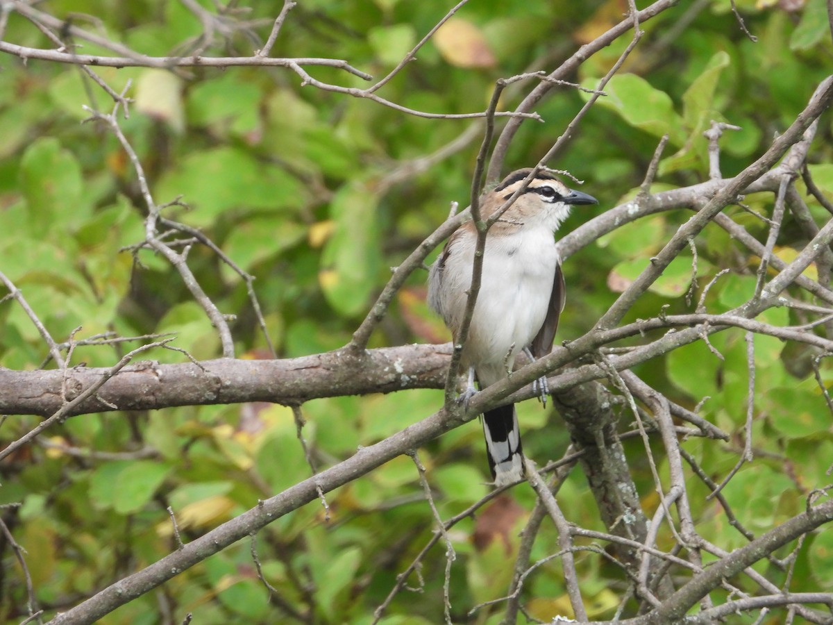 Brown-crowned Tchagra - ML637550557