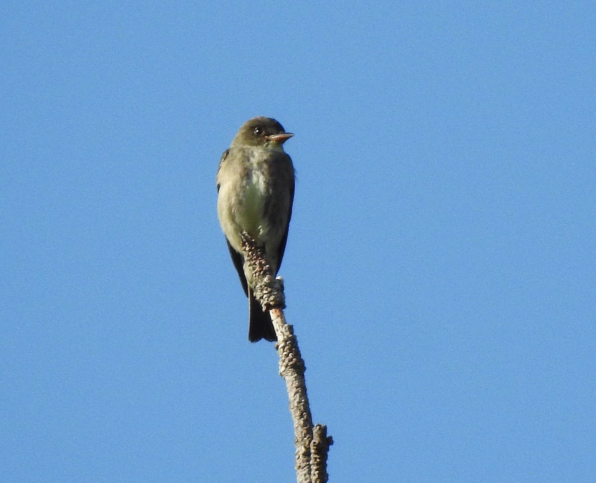 Boreal Sinekkapan - ML637550562
