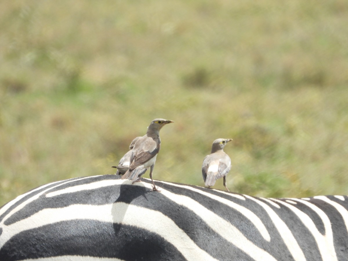 Wattled Starling - ML637550606