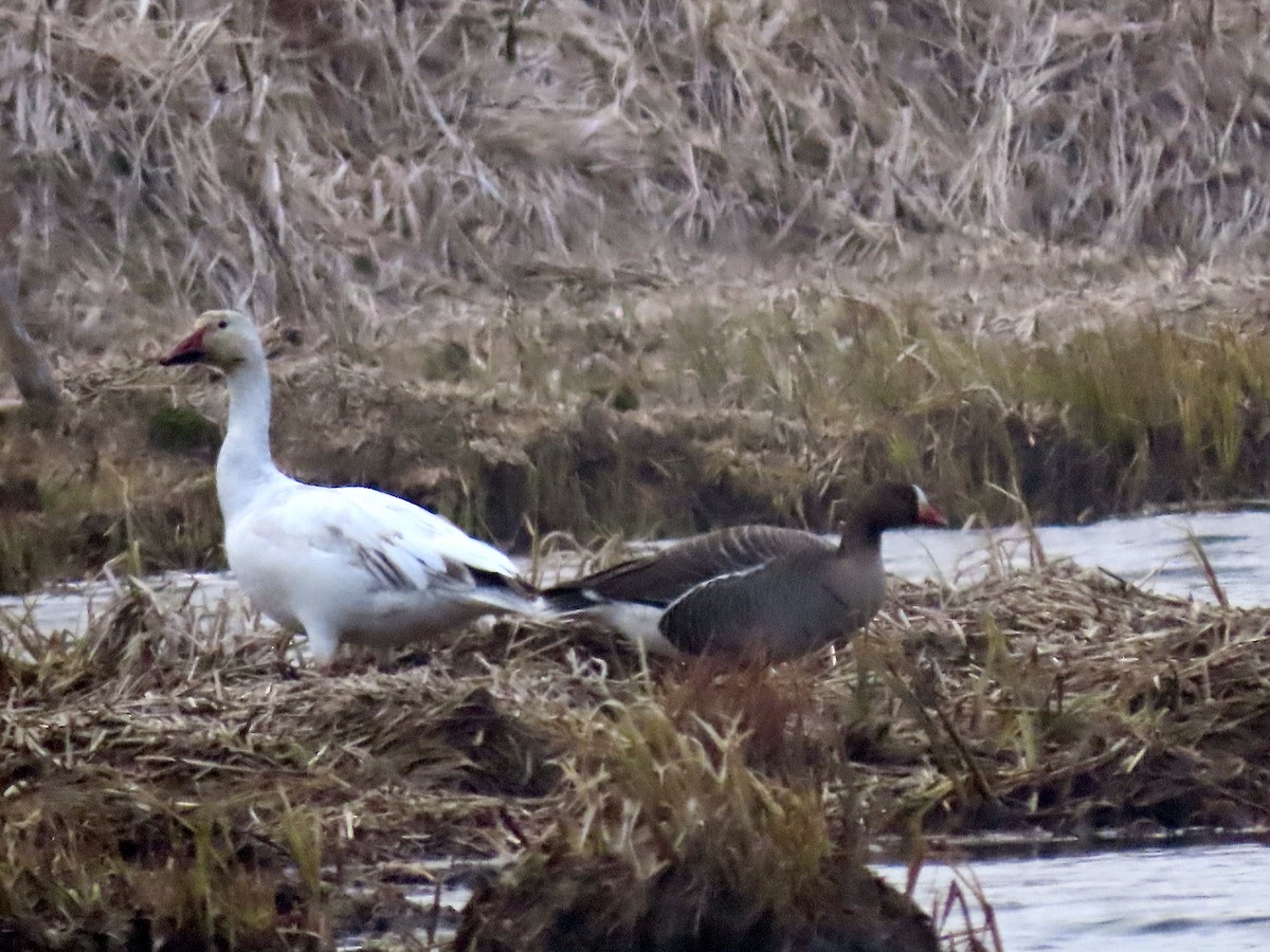 Lesser White-fronted Goose - ML637550607