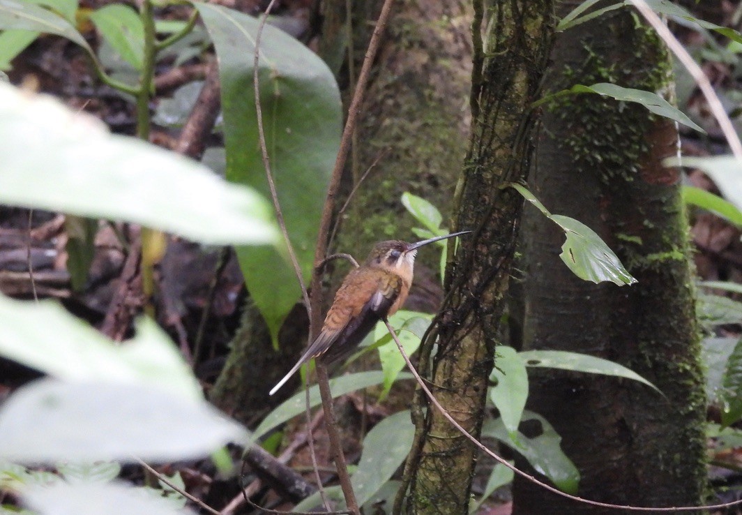 Koepcke's Hermit - ML637550632