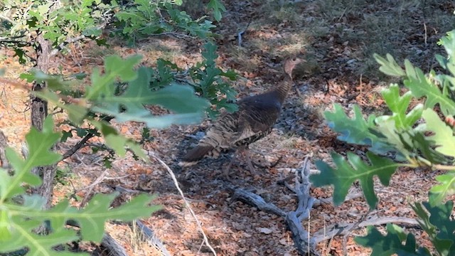 Wild Turkey - ML637550709