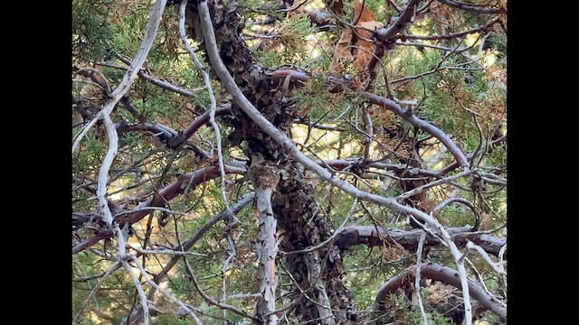 Black-chinned Hummingbird - ML637550725