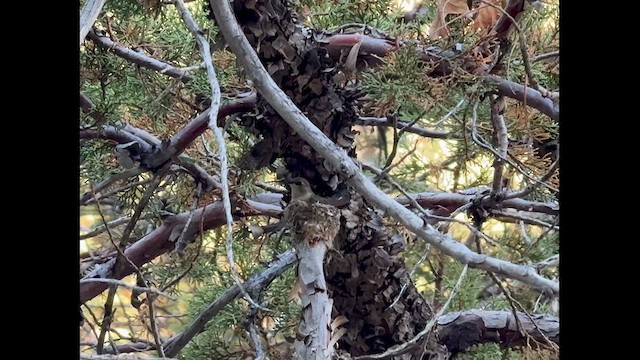 Black-chinned Hummingbird - ML637550726