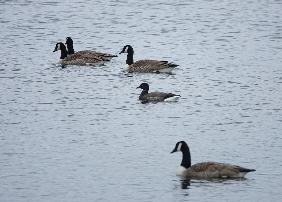Brant (Dark-bellied) - ML637550739