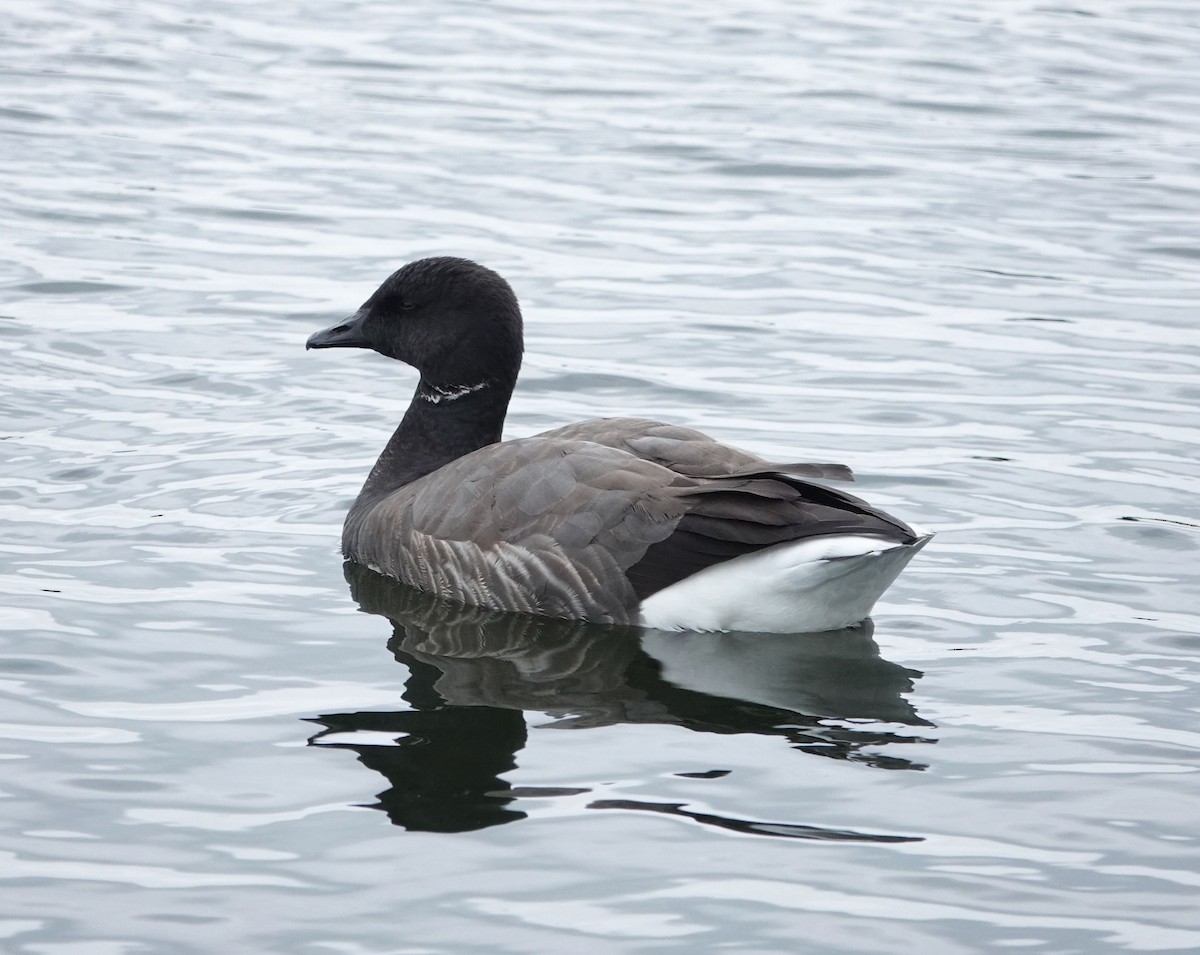 Brant (Dark-bellied) - ML637550744