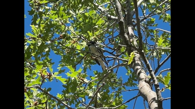 Black-throated Gray Warbler - ML637550751