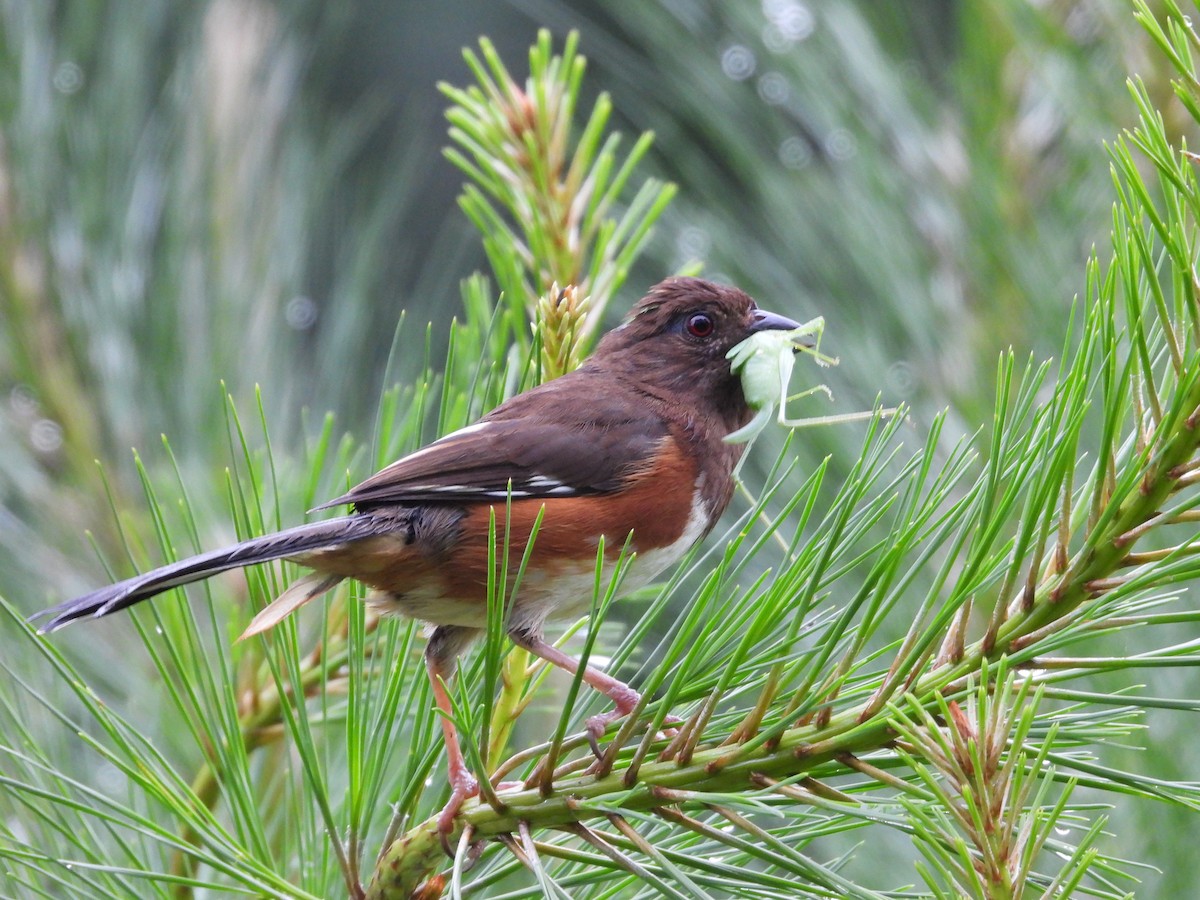Eastern Towhee - ML637550798