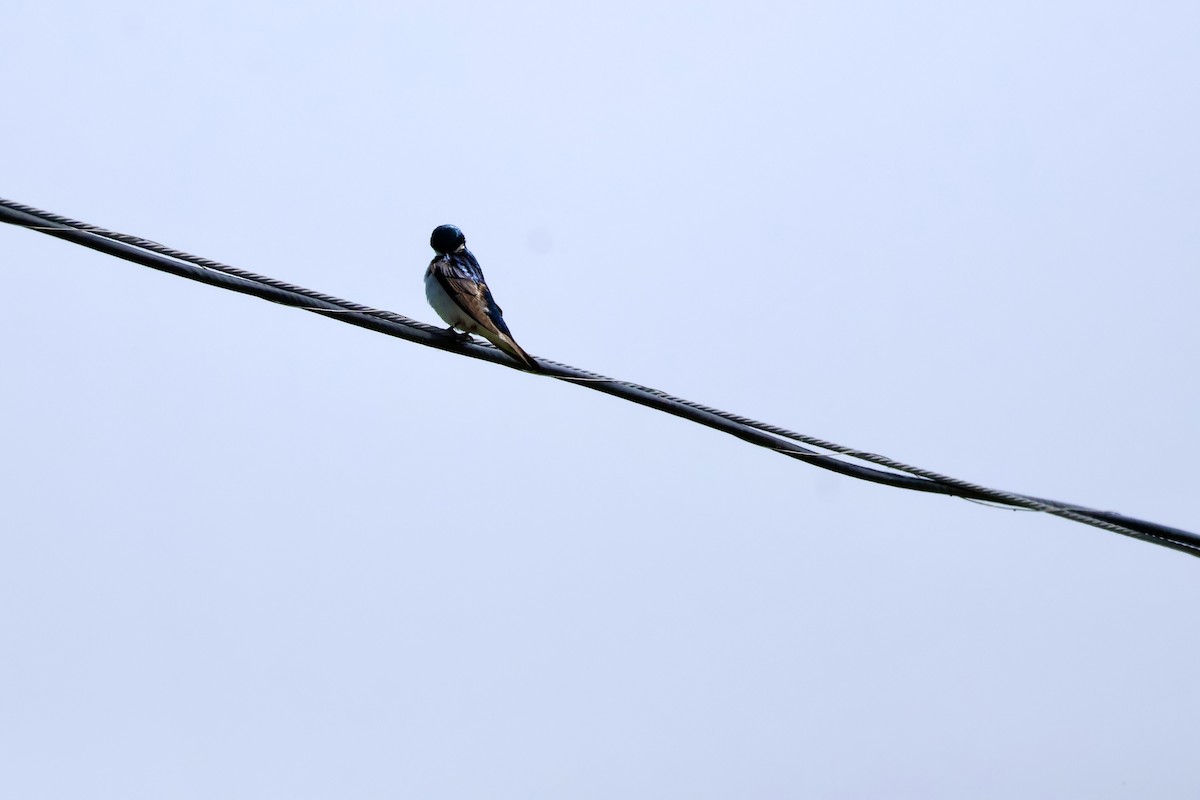 Tree Swallow - ML637550814