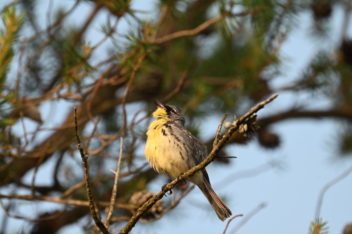Kirtland's Warbler - ML637550840