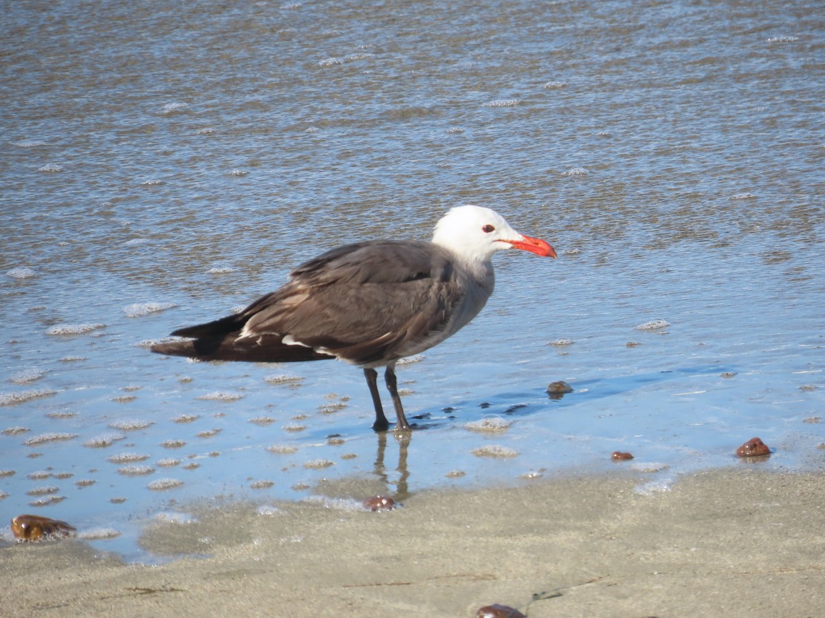 Heermann's Gull - ML637550952