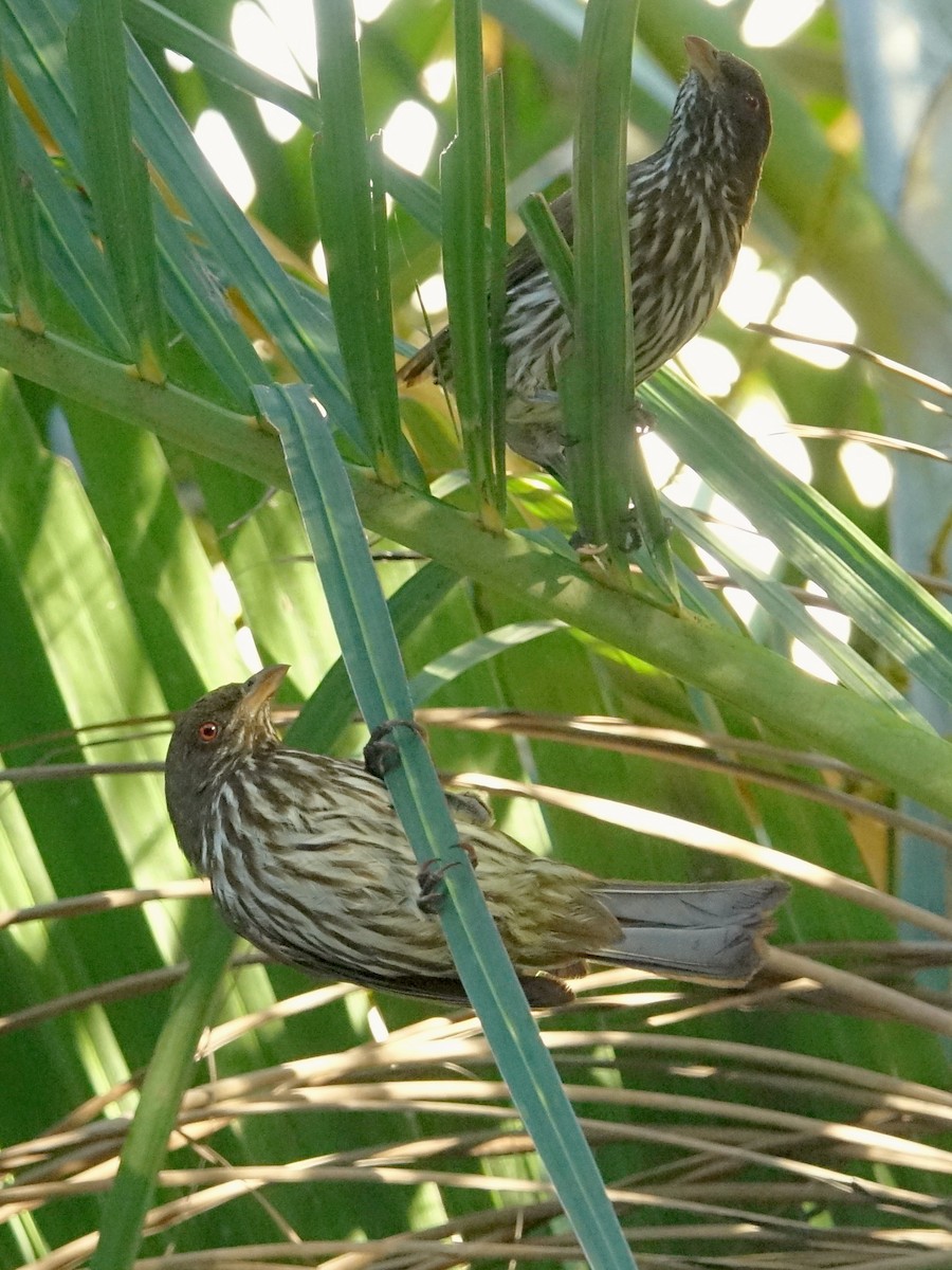 Palmchat - ML637550953