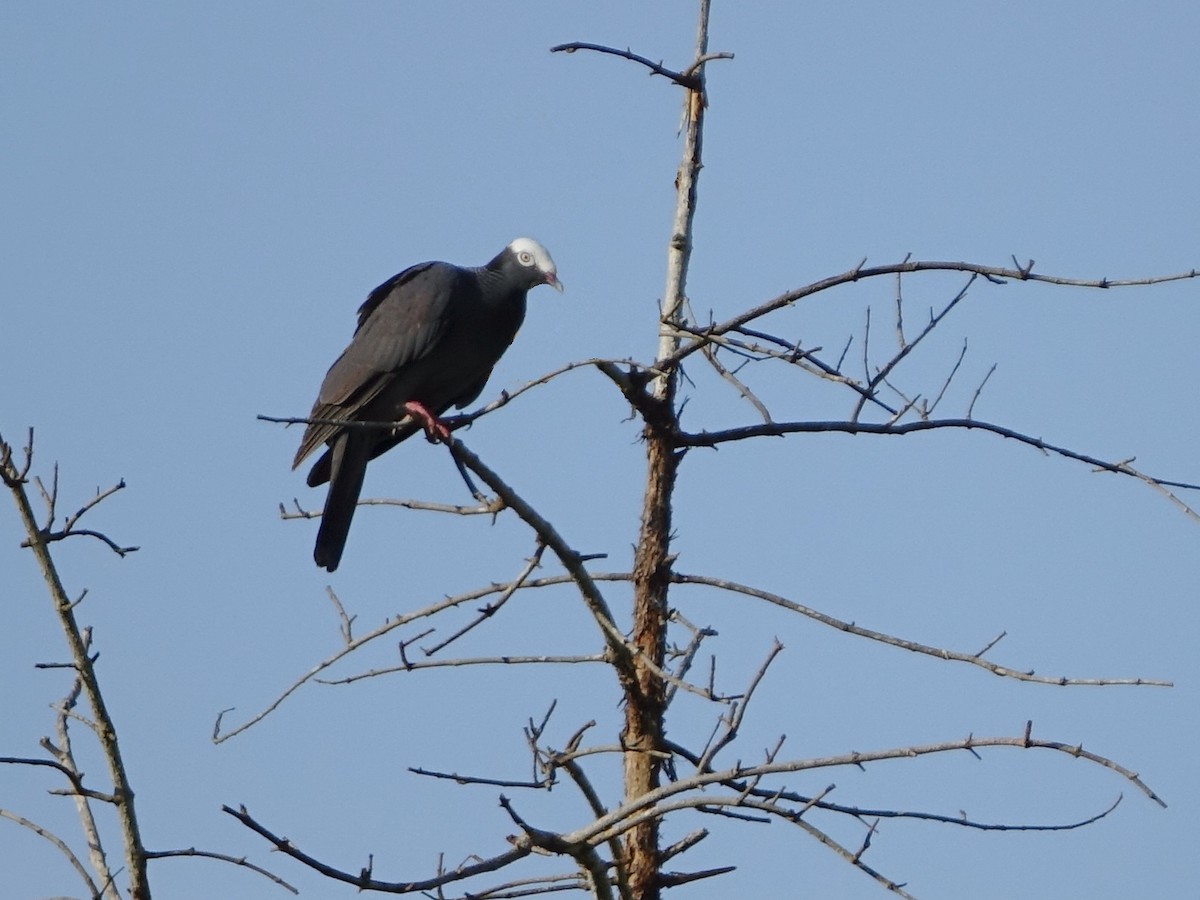 White-crowned Pigeon - ML637550961