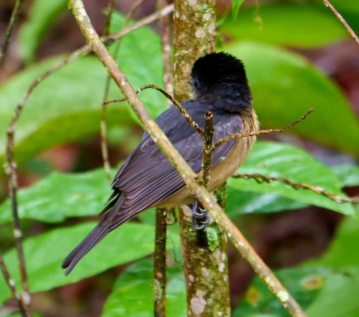 Crested Becard - ML637551131