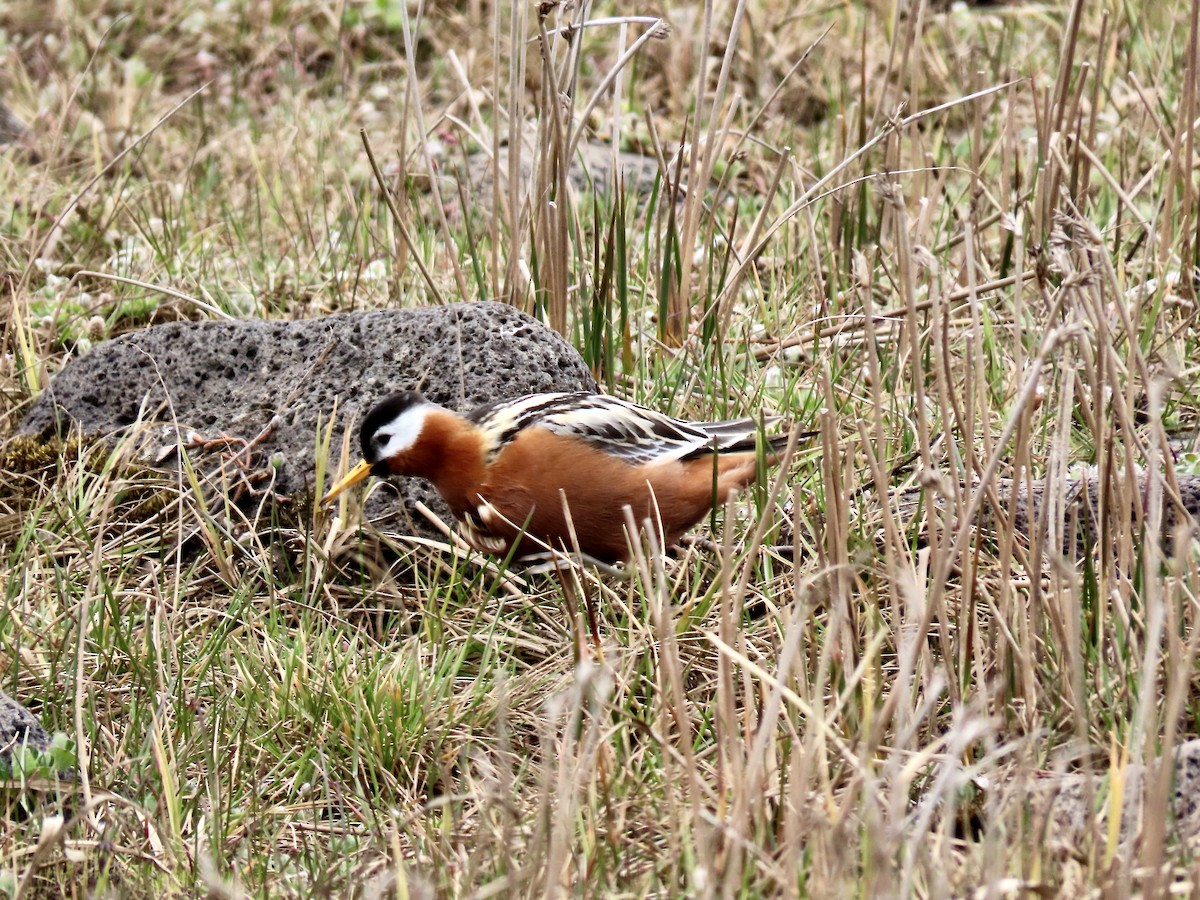 Red Phalarope - ML637551140