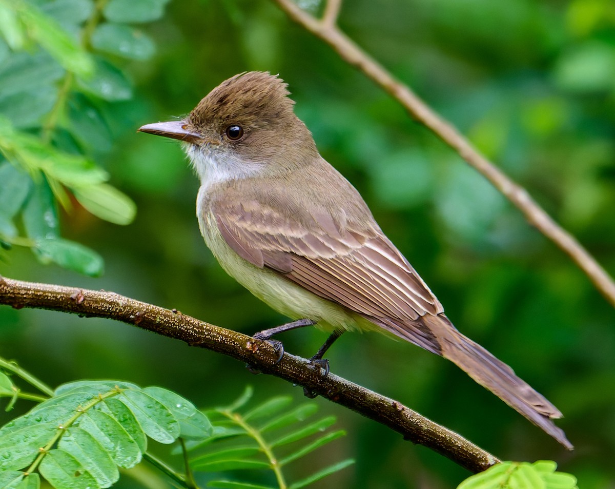 Swainson's Flycatcher - ML637551145