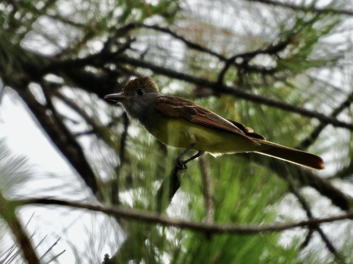 Great Crested Flycatcher - ML637551151