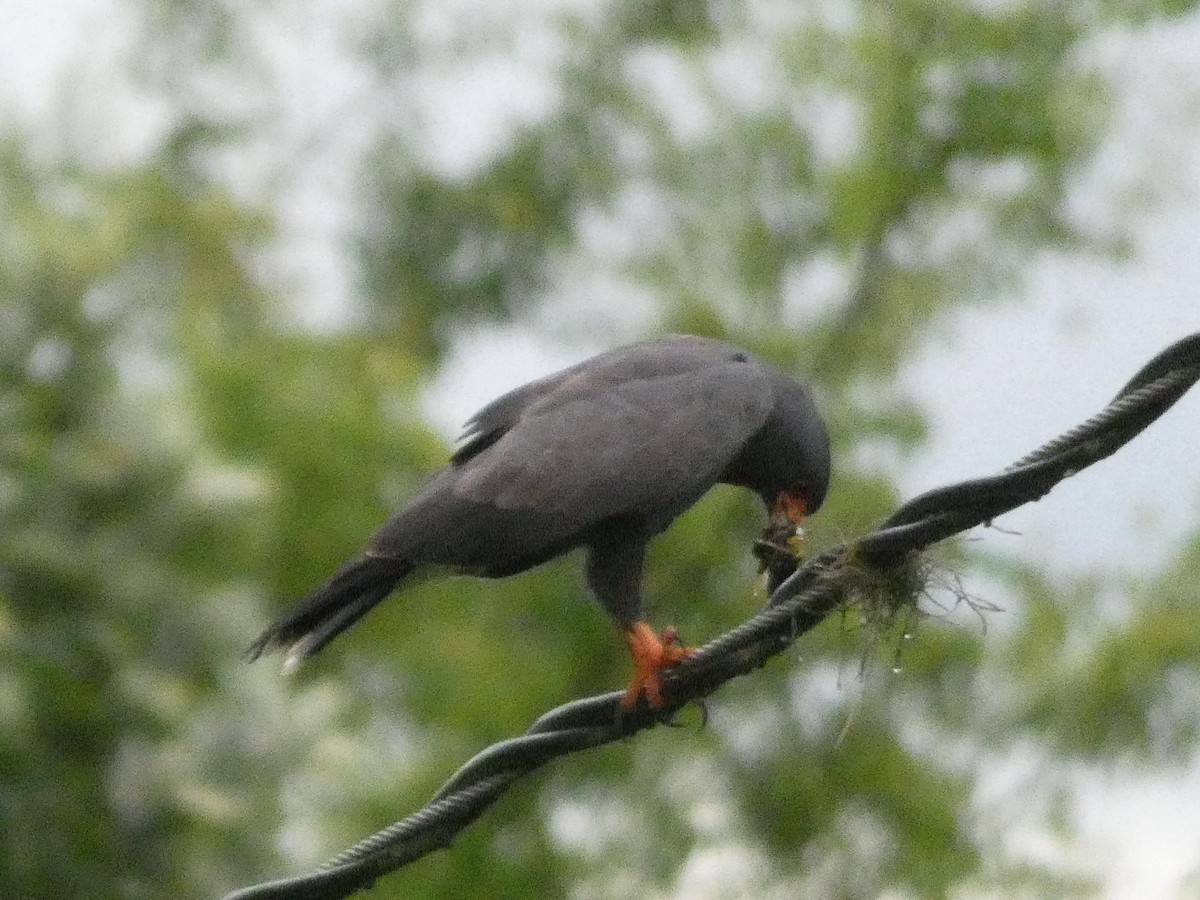 Snail Kite - ML637551165