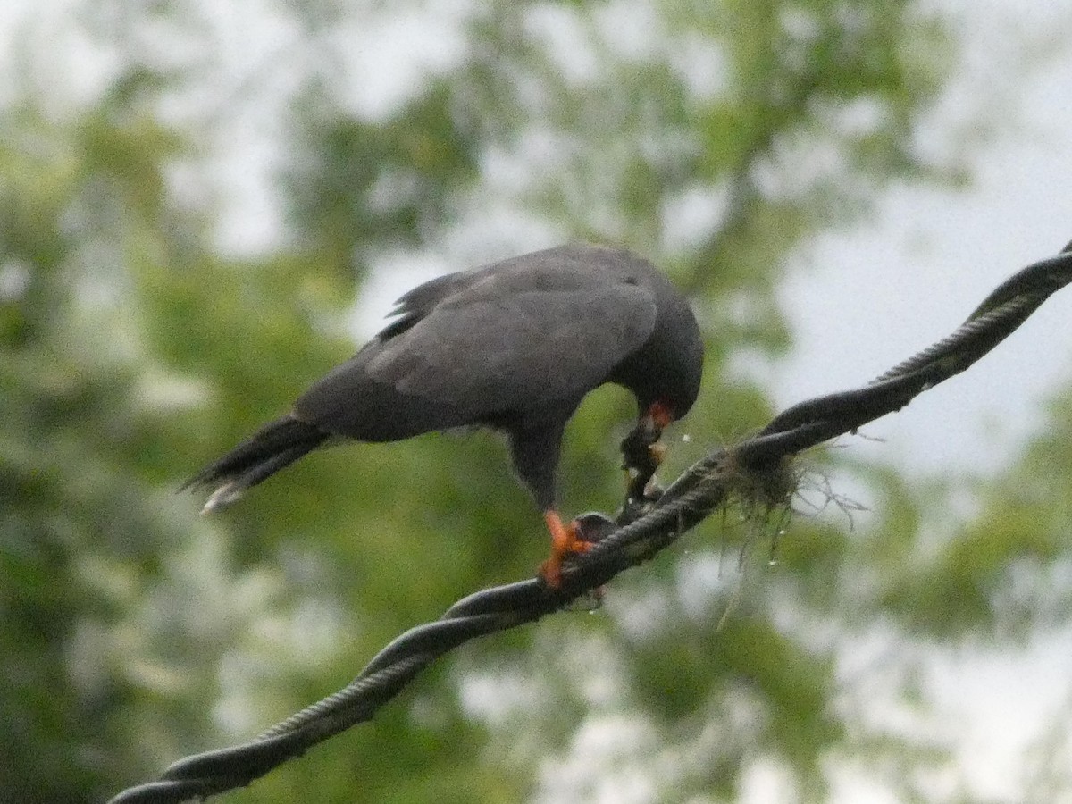 Snail Kite - ML637551166