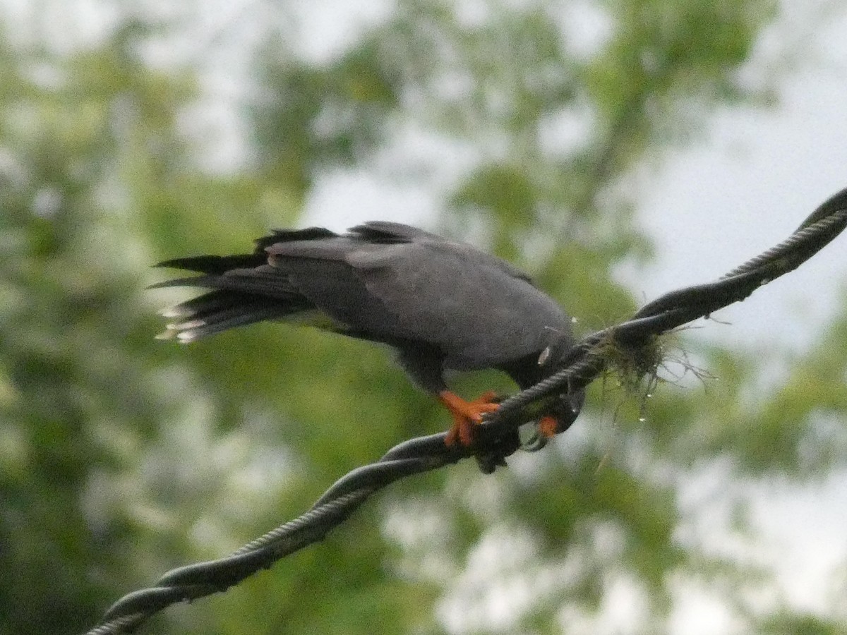 Snail Kite - ML637551168