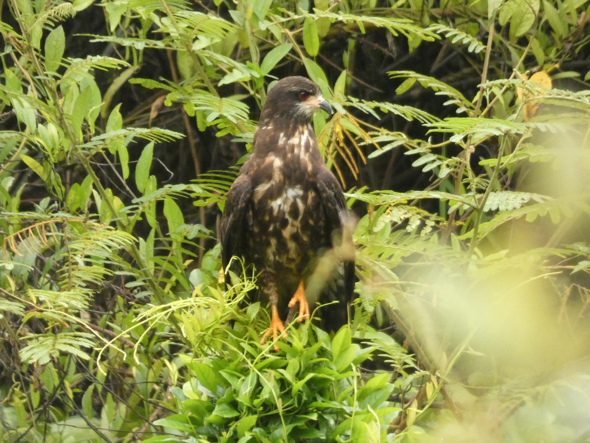 Snail Kite - ML637551170