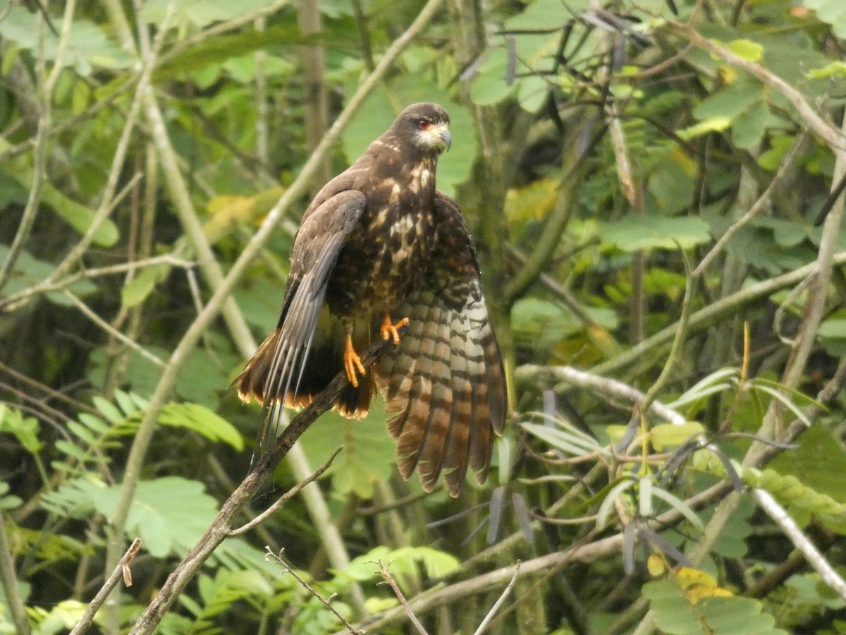 Snail Kite - ML637551171