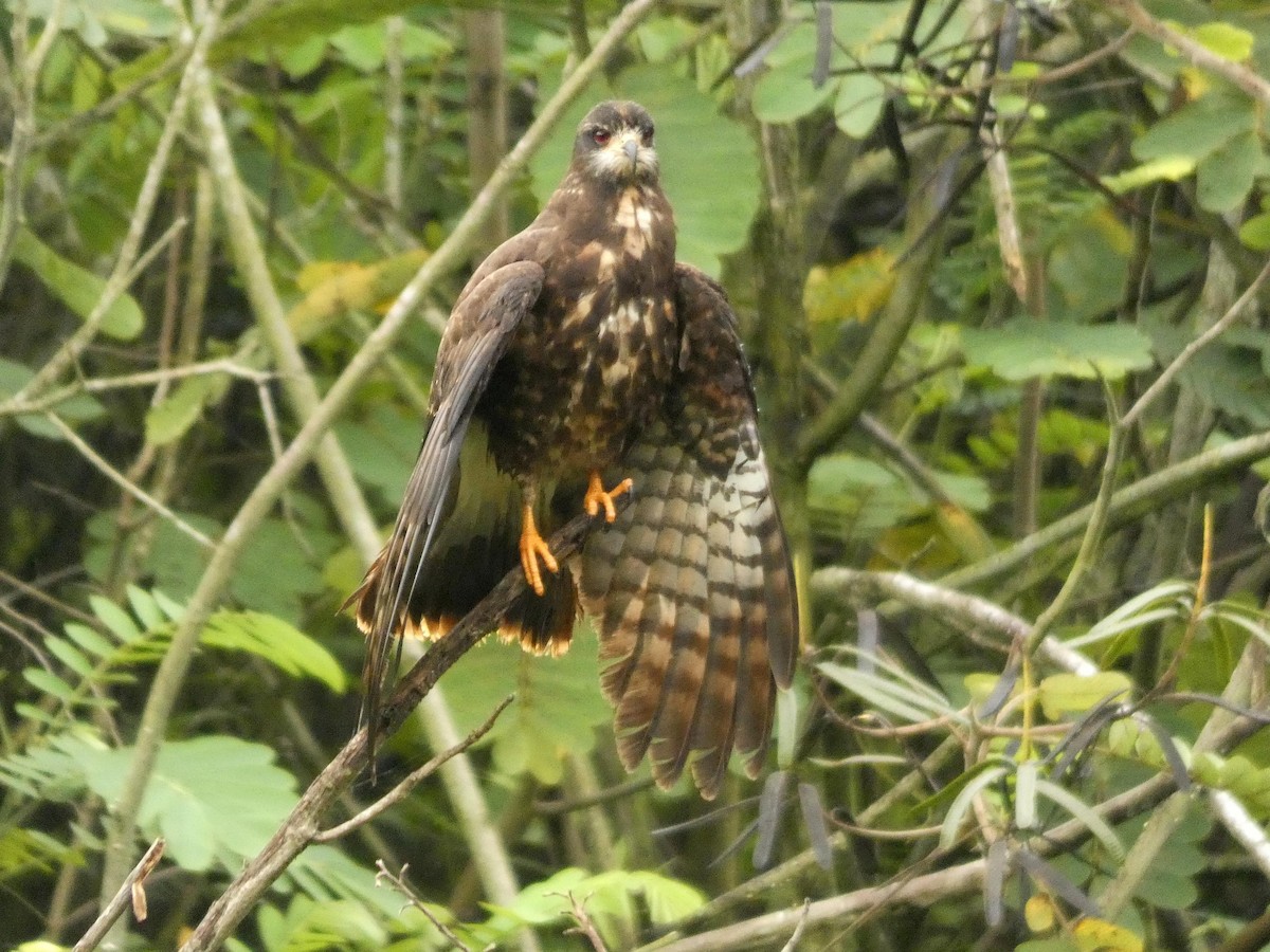 Snail Kite - ML637551173
