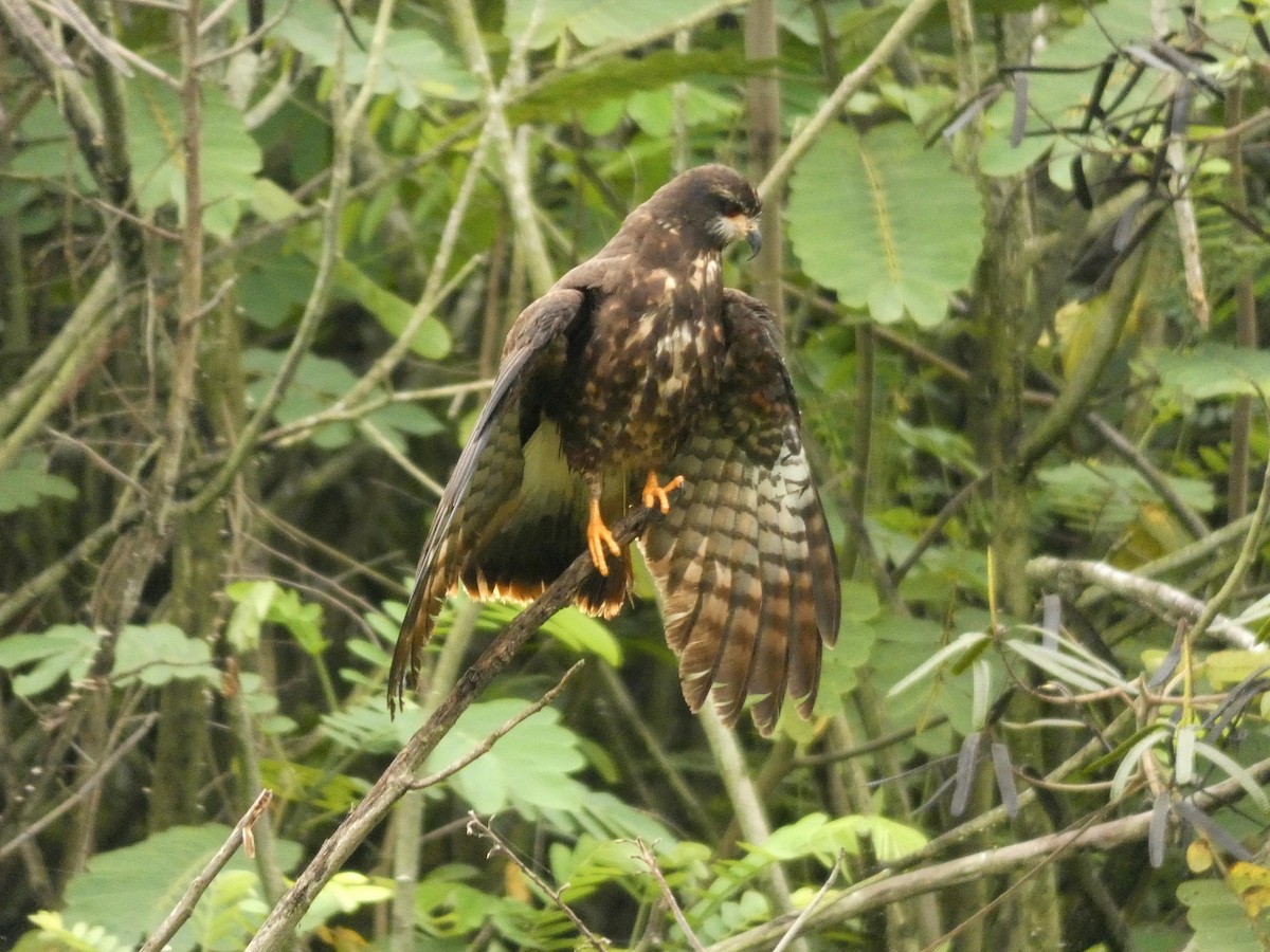 Snail Kite - ML637551174