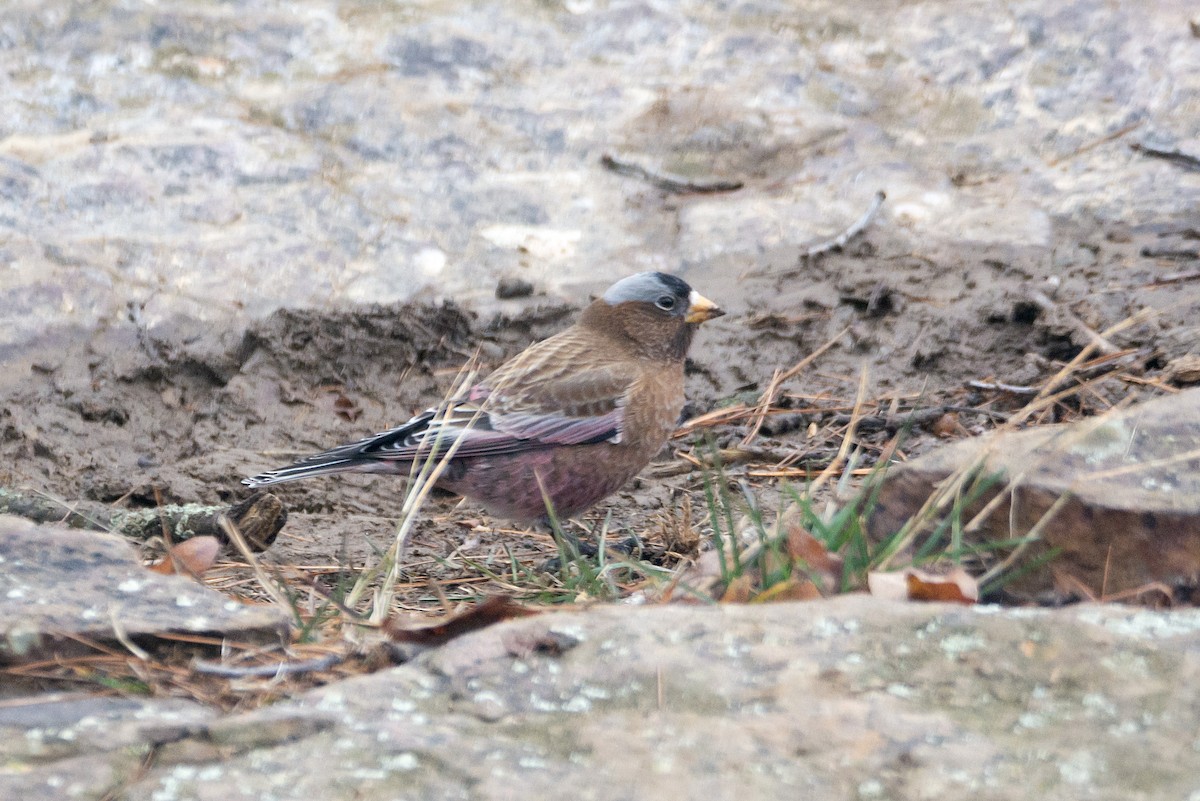 Gray-crowned Rosy-Finch - ML637551185