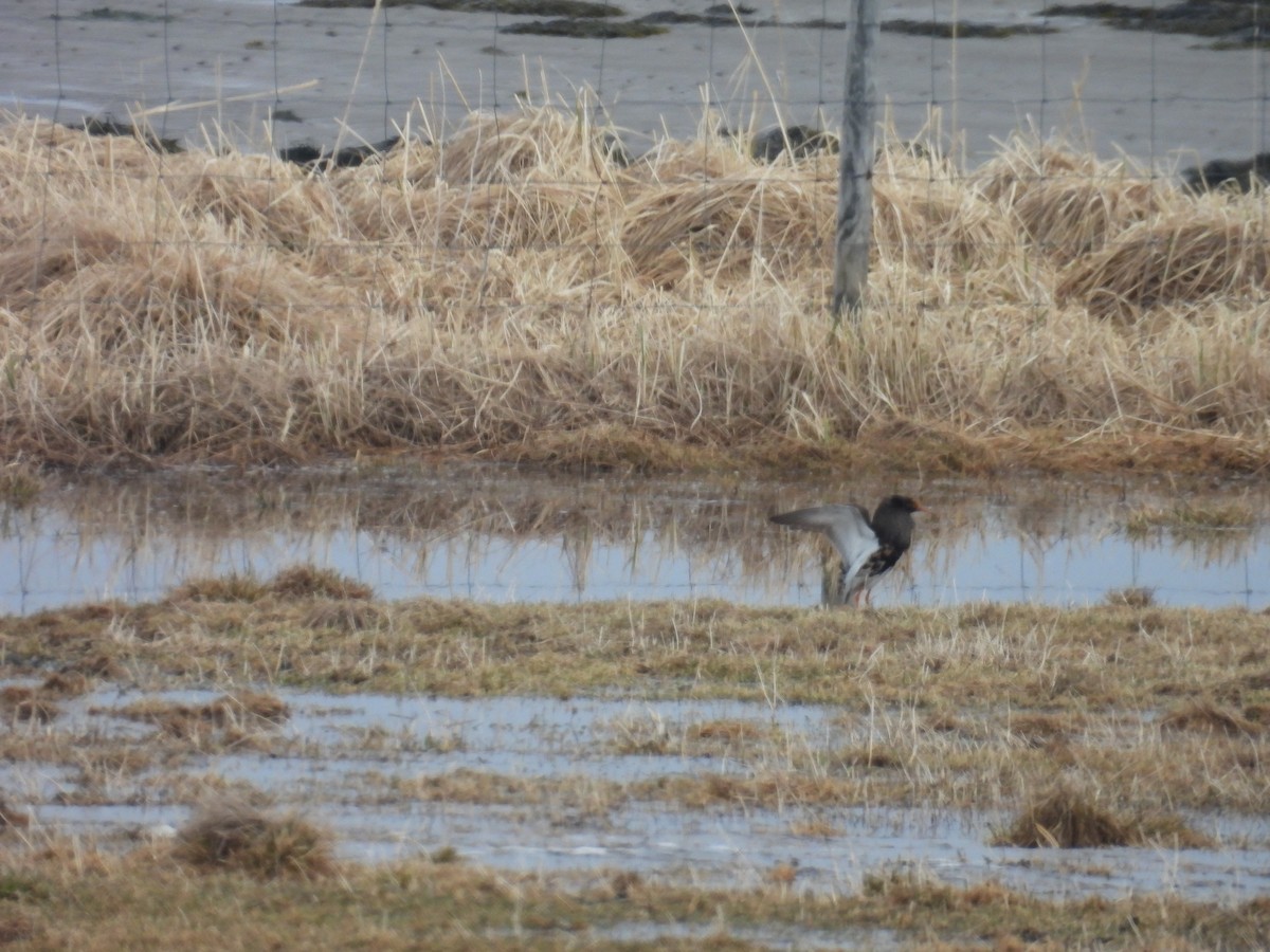 Ruff - ML637551202