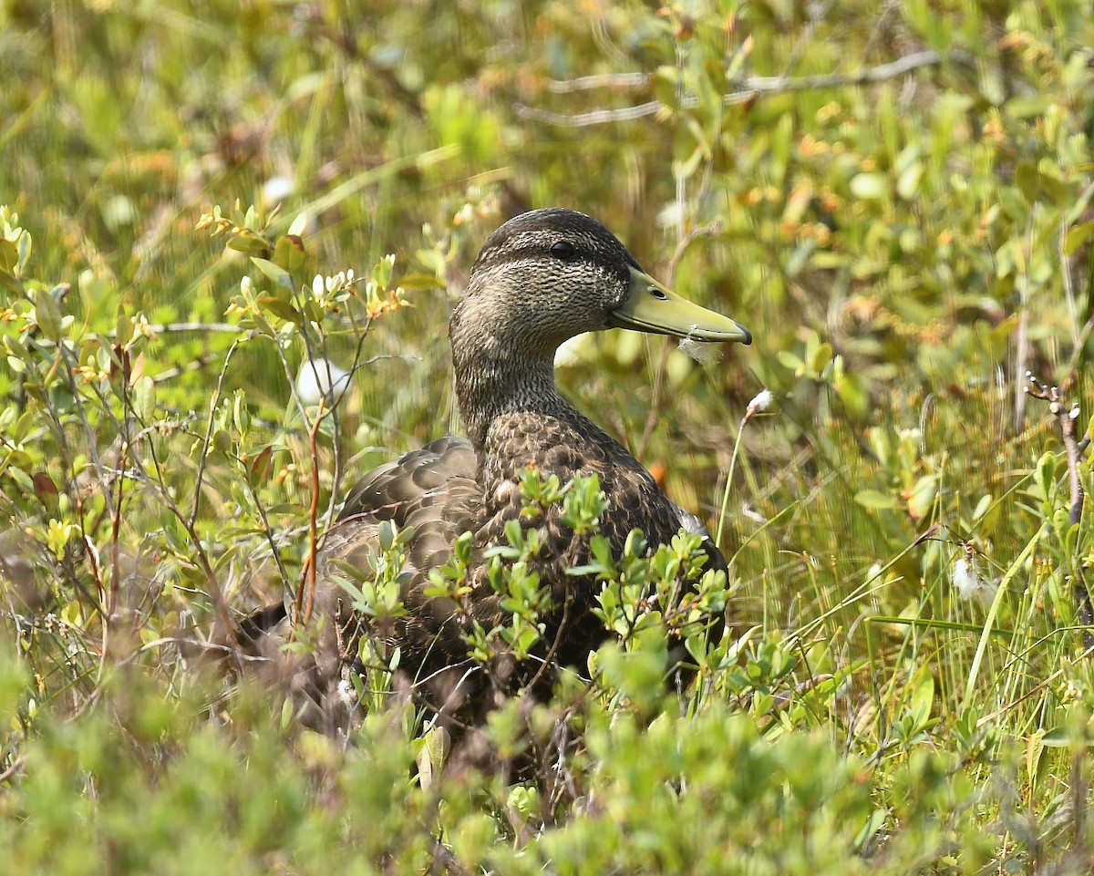 American Black Duck - ML637551208