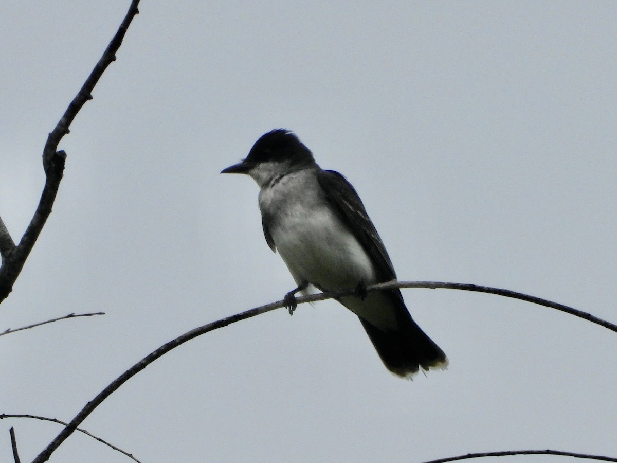 Eastern Kingbird - ML637551219