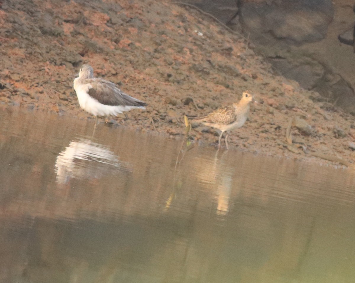 Pacific Golden-Plover - ML637551249
