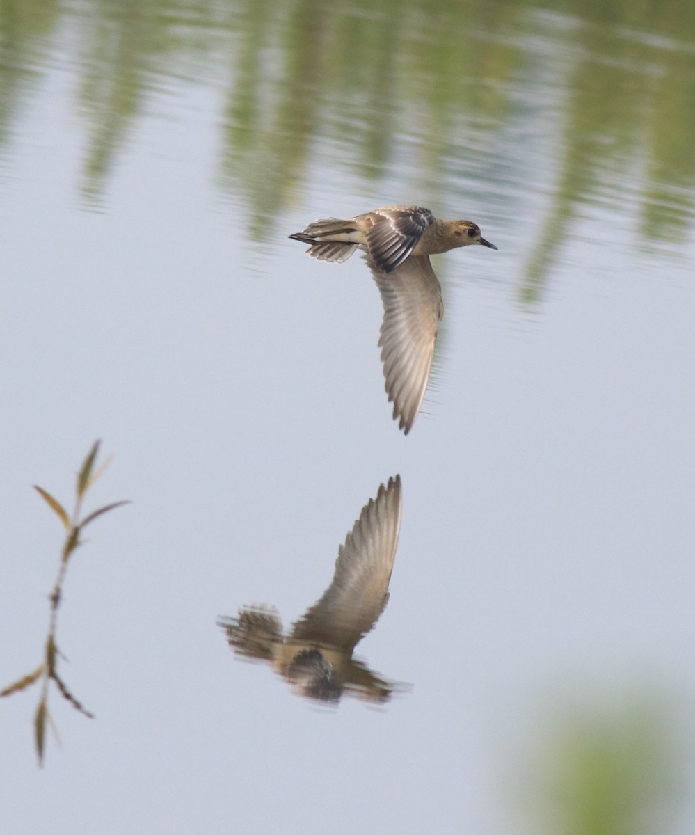 Pacific Golden-Plover - ML637551251
