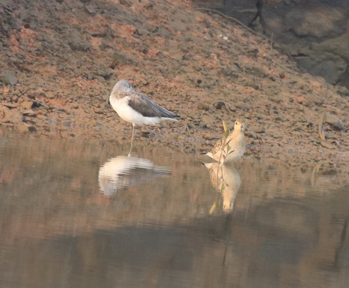 Pacific Golden-Plover - ML637551252