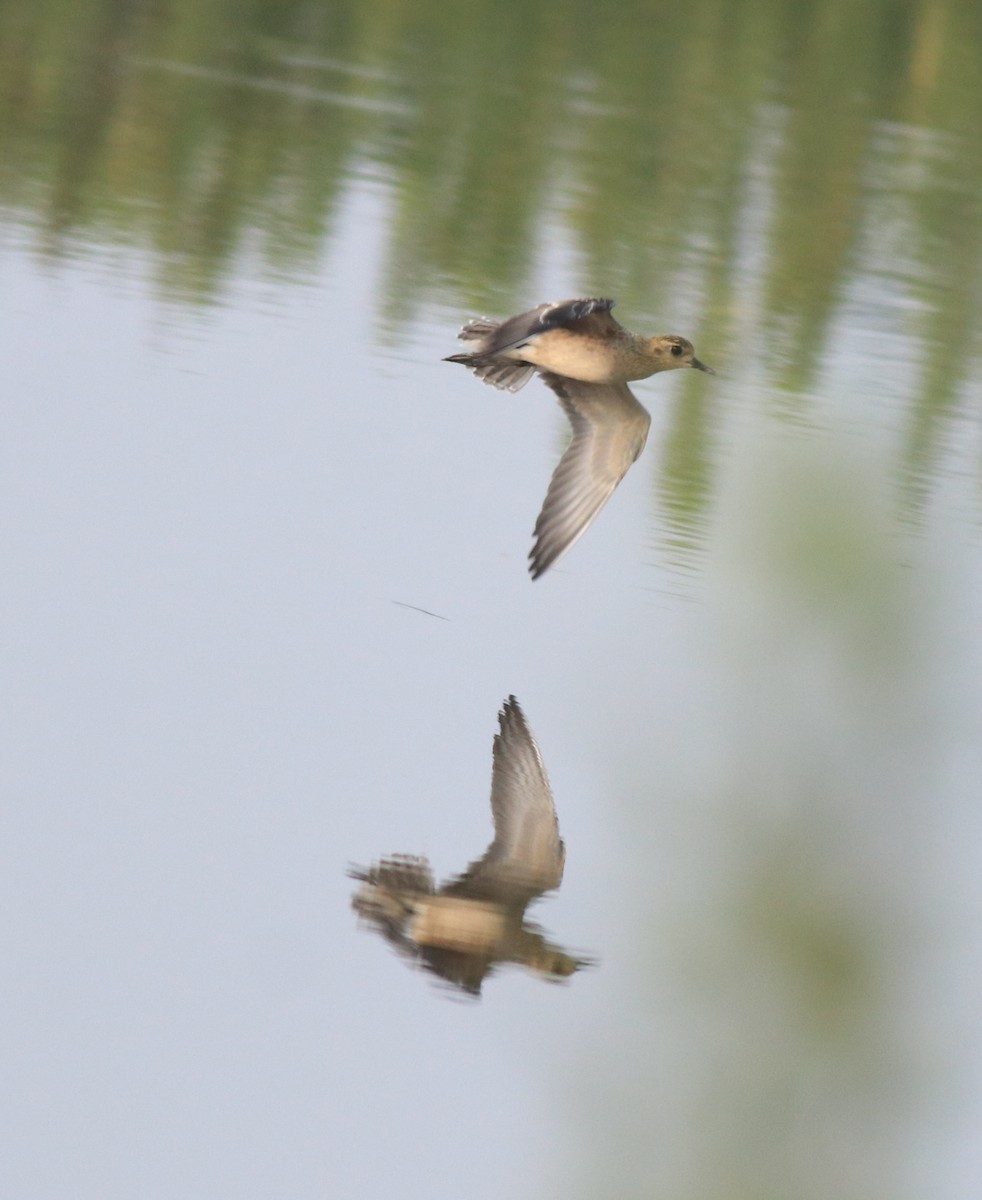 Pacific Golden-Plover - ML637551253