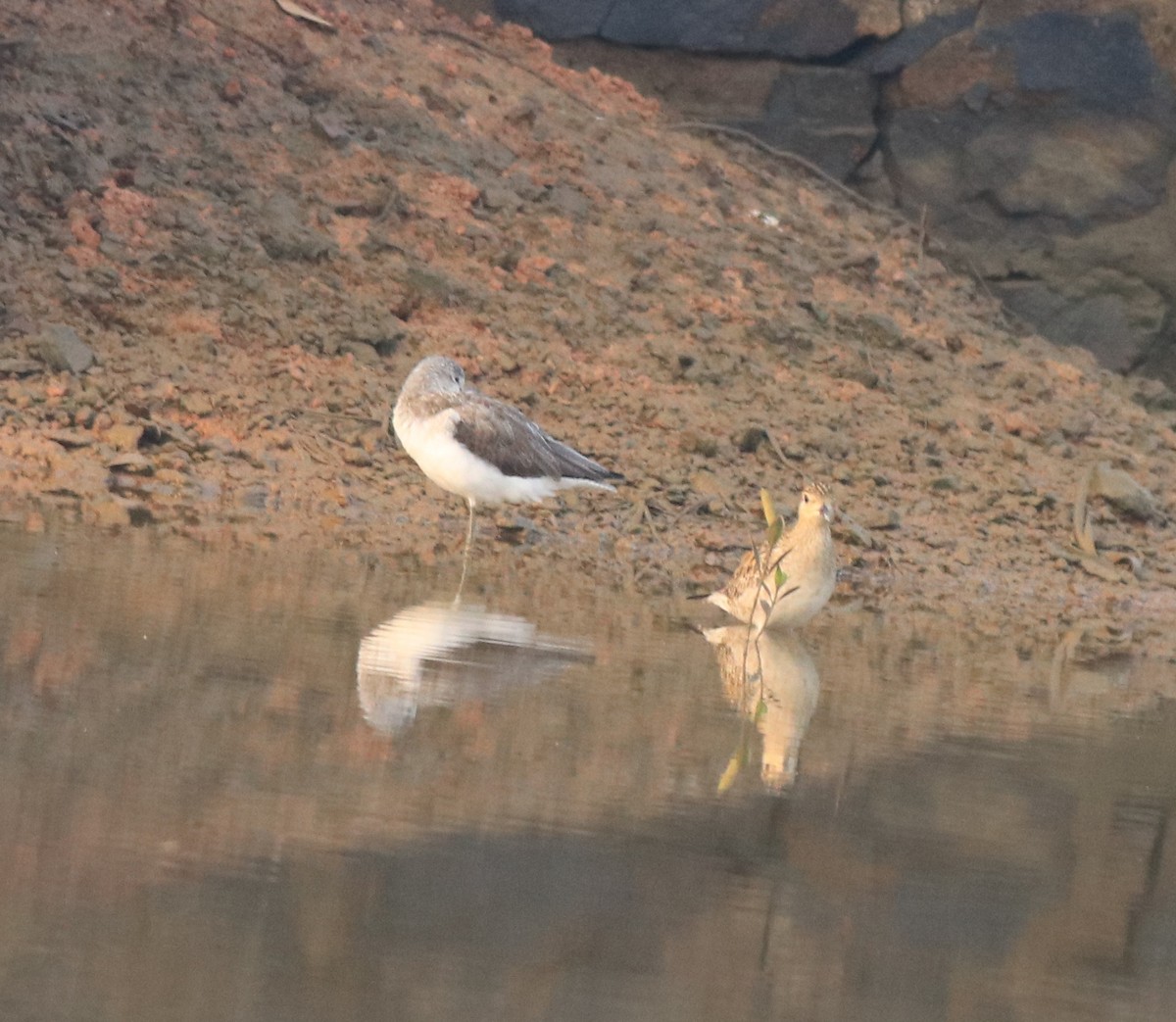 Pacific Golden-Plover - ML637551254